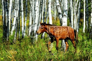 秋季白桦林中的一匹马