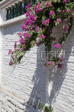 墙上的花 围墙