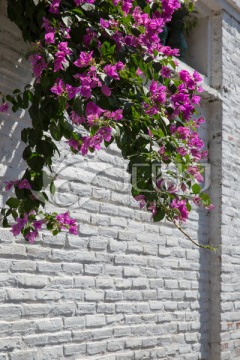墙上的花 围墙