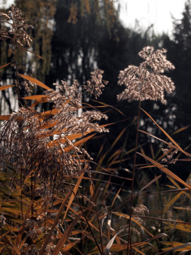 芦花 秋天