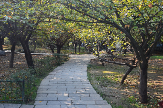 秋日樱花树林