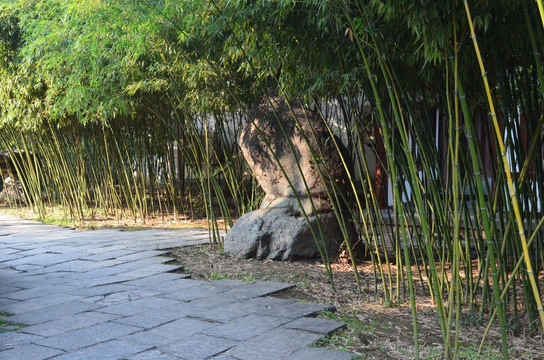 青龙寺的竹