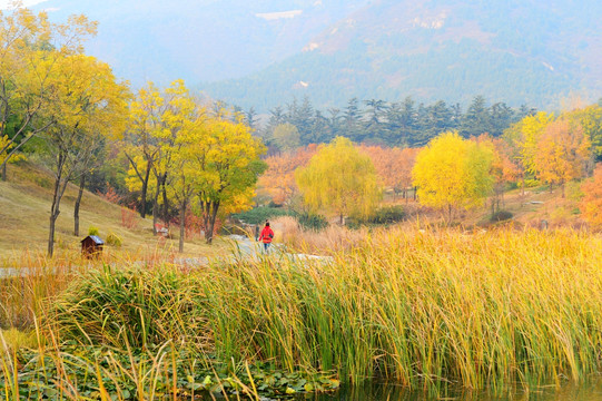北京植物园秋色