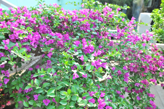 紫色花 三角梅
