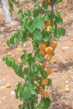 黄杏 杏  果园