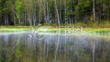 湿地晨雾白桦林