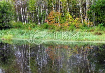湿地秋季白桦倒影