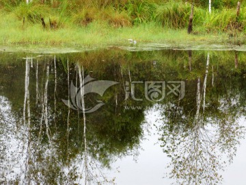 湿地水中白桦倒影