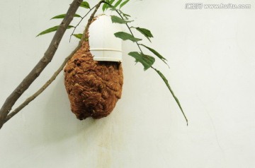 野蜂巢 马蜂窝