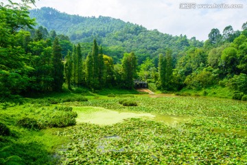 阳光荷塘