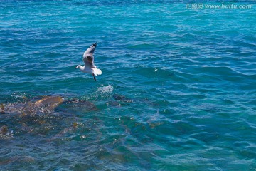 大堡礁 海鸥