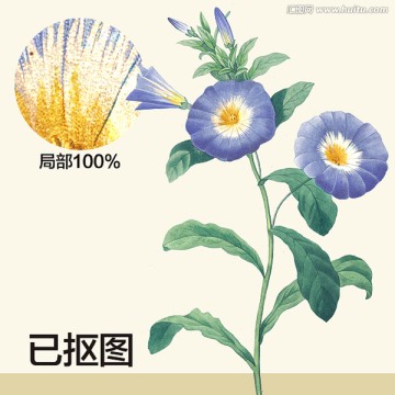 手绘花