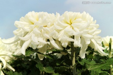 菊花 白色菊花