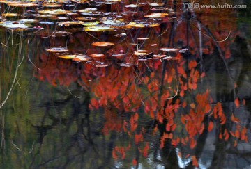 一池秋水