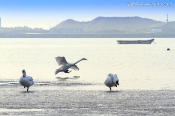 烟墩角湖水里的天鹅