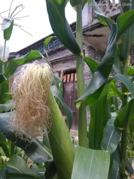 屋前玉米