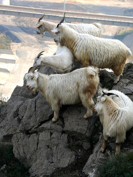 站在山上的山羊