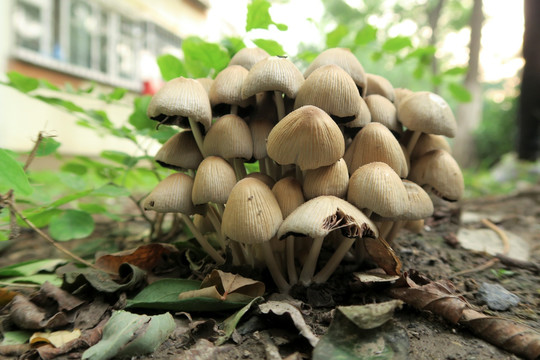 蘑菇 生长的蘑菇