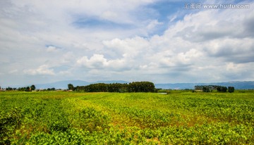 云南罗平田野风光