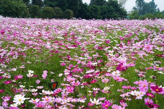 波斯菊