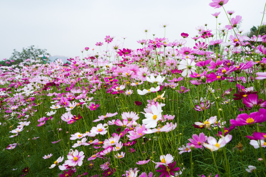 格桑花