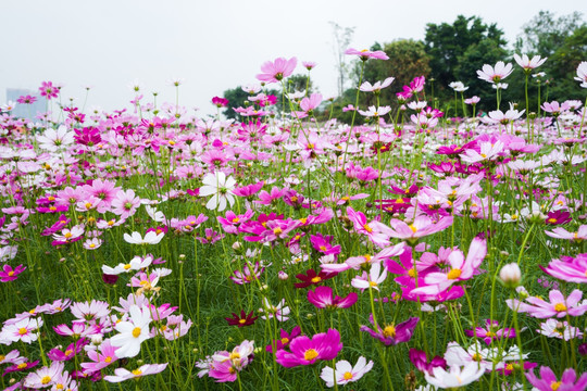 格桑花