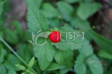 野草莓 蛇果