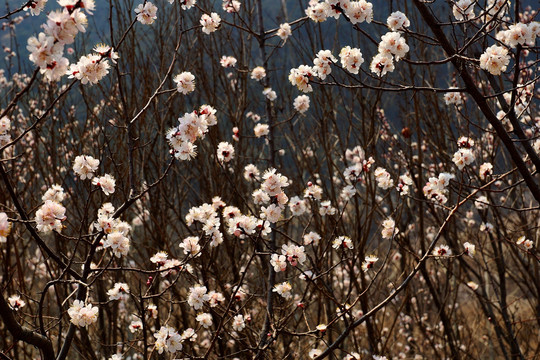 樱桃花 樱花