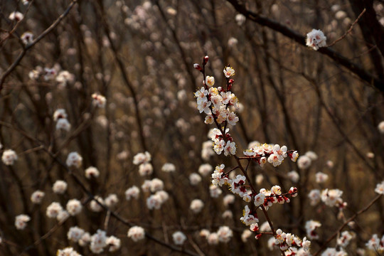 樱桃花