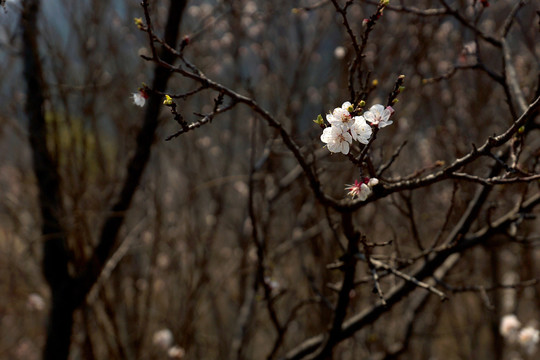 樱花 樱桃花 樱桃树