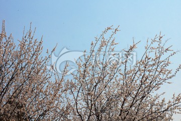 樱桃花 樱花