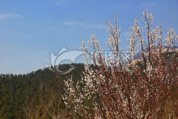 樱花 山峦