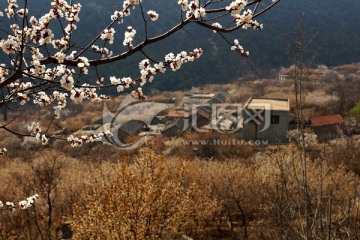 樱桃园 樱花