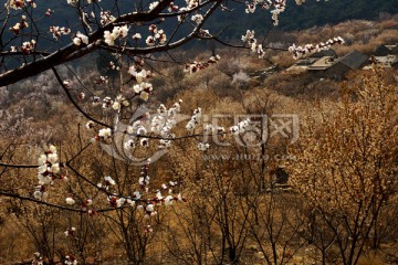 樱花 樱桃园