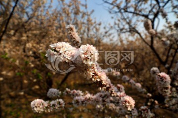 樱桃花 樱花