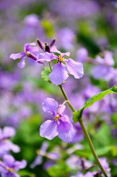 小紫花 二月兰