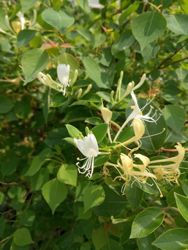 山花 银耳花