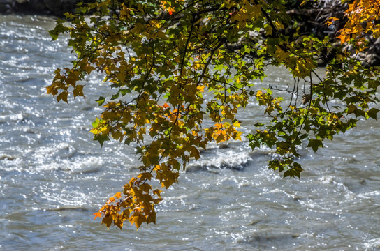 水边的秋叶