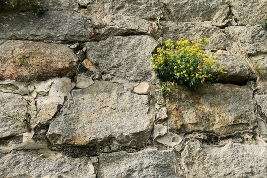 青石墙 顽强的植物