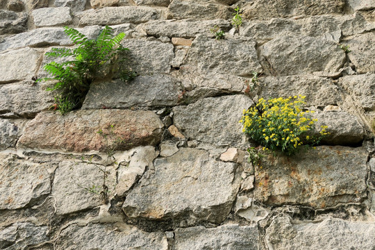 青石墙 顽强的植物