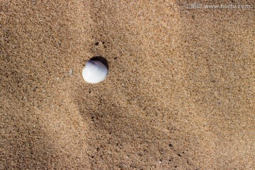 沙滩上的贝壳素材