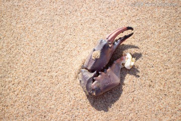 沙滩上的蟹腿素材