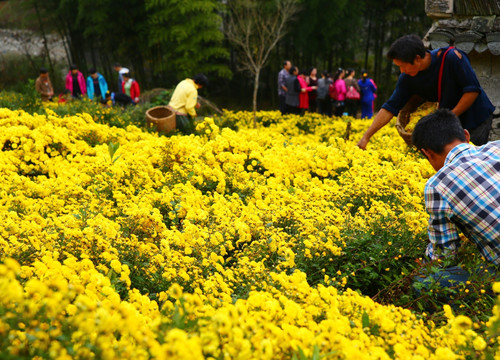 安徽黄山市郊花农采摘贡菊