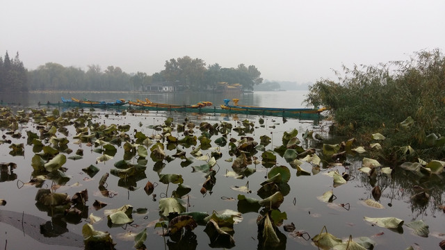 大明湖残荷