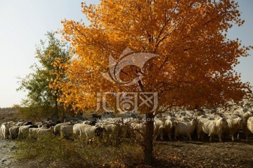 胡杨与羊群