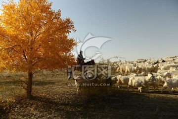 胡杨与羊群