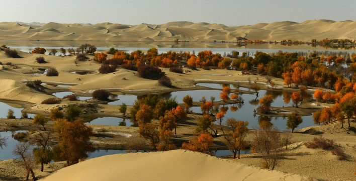 沙漠中的胡杨林