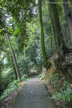森林登山步道