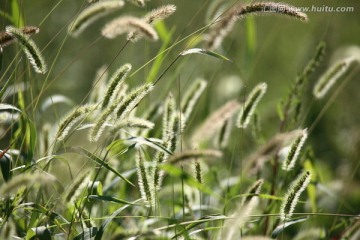 毛毛草