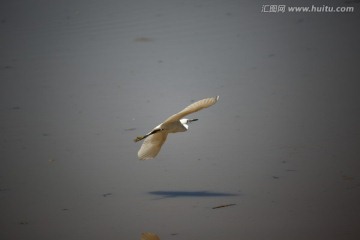 白鹭